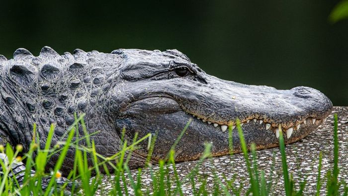 A side profile of an alligator with its jaws closed