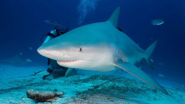 A scuba diver crouches behind a bull shark