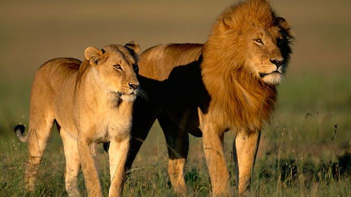 A male and female lion standing together in the early morning light