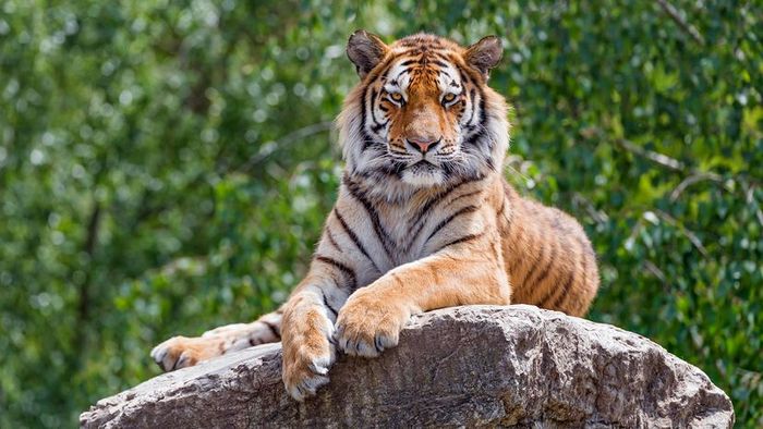 A young Siberian tiger standing majestically atop a large rock