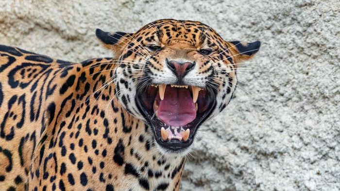 A jaguar growling and displaying its sharp teeth