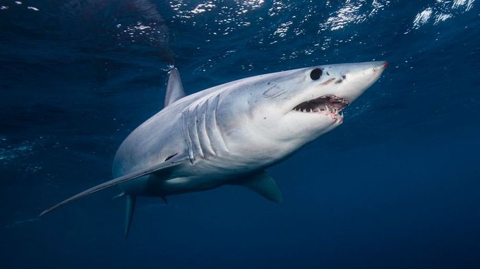 A mako shark swimming underwater