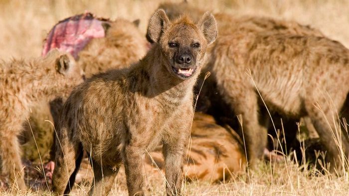 Hyenas feasting on a giraffe carcass