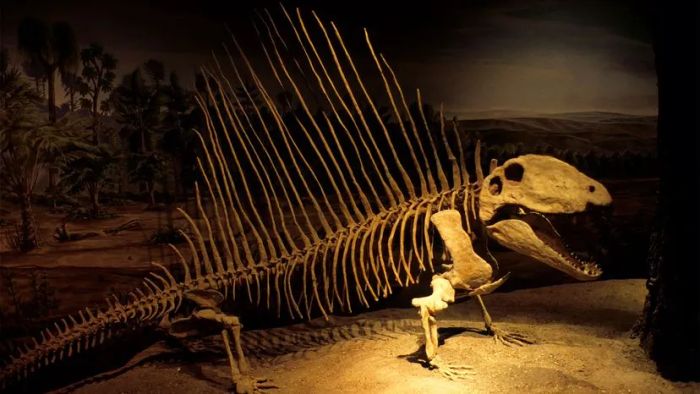 Dimetrodon Fossil Remains