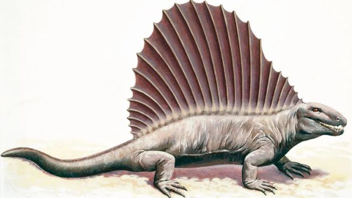 Illustration of Dimetrodon