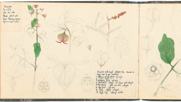 HYMENOCARDIA MOLLIS (LEFT), PHIALODISCUS UNIJUGATUS (RIGHT). HELEN FAULKNER © THE BOARD OF TRUSTEES OF THE ROYAL BOTANIC GARDENS, KEW