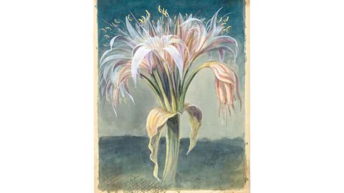 THE IMPRESSIVE CRINUM CRASSICAULE, THOMAS BAINES © THE BOARD OF TRUSTEES OF THE ROYAL BOTANIC GARDENS, KEW