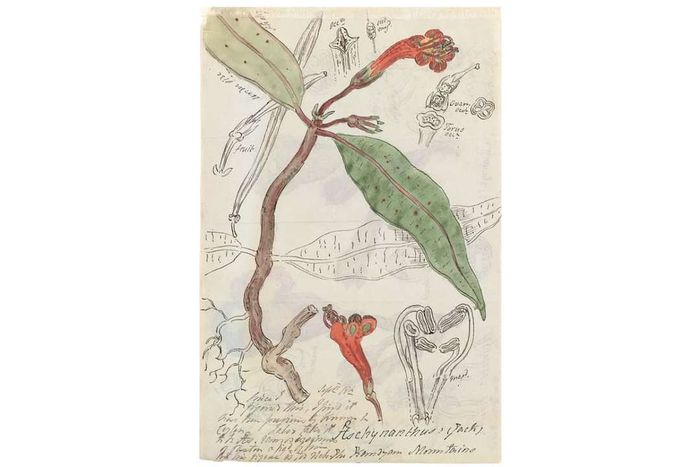 AESCHYNANTHUS CEYLANICUS, JOHN CHAMPION © THE BOARD OF TRUSTEES OF THE ROYAL BOTANIC GARDENS, KEW