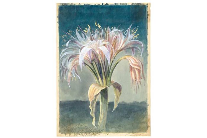 THE IMPRESSIVE CRINUM CRASSICAULE, THOMAS BAINES © THE BOARD OF TRUSTEES OF THE ROYAL BOTANIC GARDENS, KEW