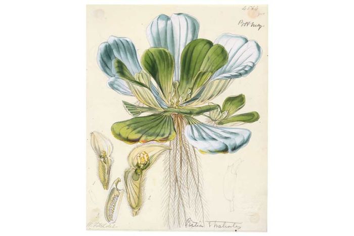 PISTIA STRATIOTES, WALTER FITCH HOOD © THE BOARD OF TRUSTEES OF THE ROYAL BOTANIC GARDENS, KEW