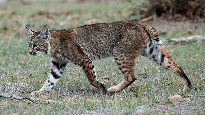 bobcat-lynx