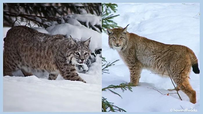 bobcat-lynx