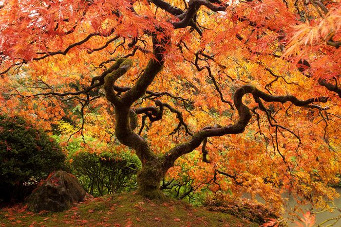 Twisted tree with orange and yellow leaves