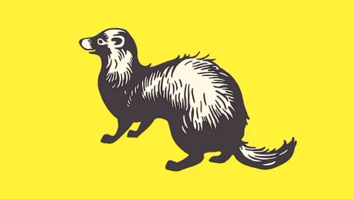 Surprisingly, the song might not have anything to do with a weasel at all.