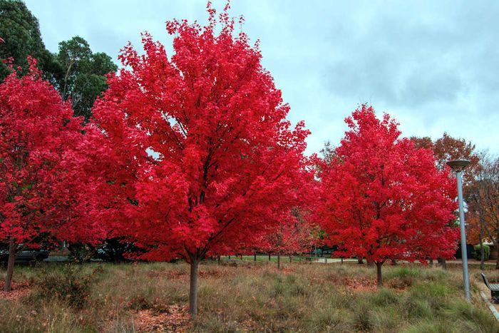 Three vibrant red maple trees in a public park