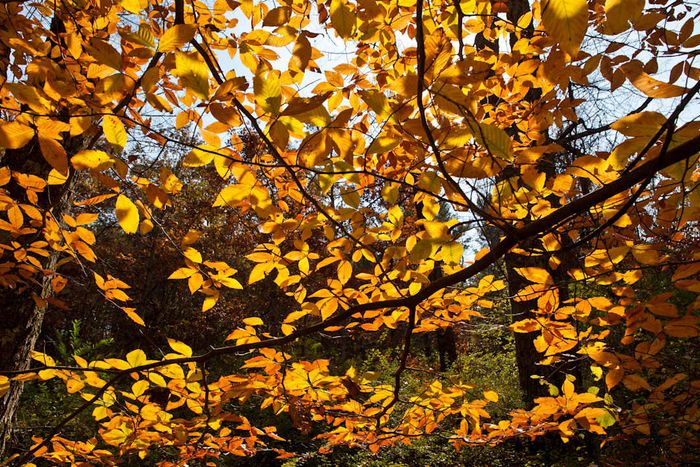 Golden elm leaves seen from below with the sunlight filtering through