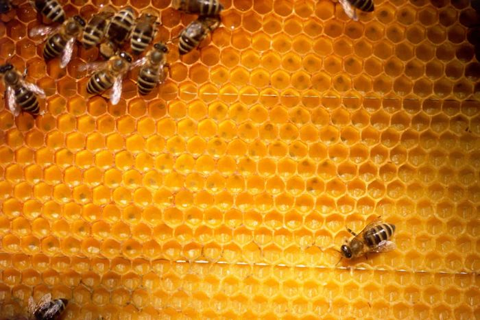 bees on a honeycomb