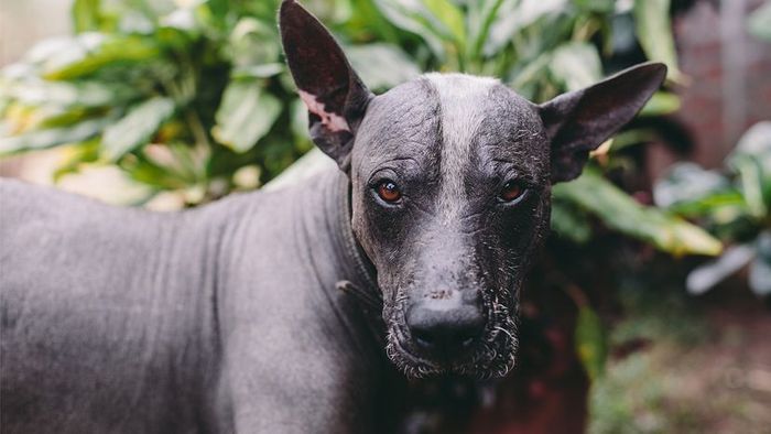 Xoloitzcuintli: The Hairless Canine of Mexico