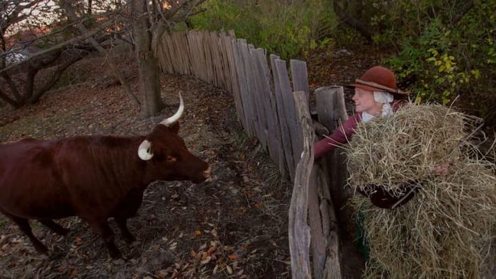Lydia Hicks delivers food to a cow in the 1627 Pilgrim Village at Plimoth Plantation, a replica of the 17th-century settlement where the first Thanksgiving took place in 1623.
