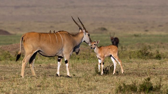 A mother and her calf standing in sparse, dry grass