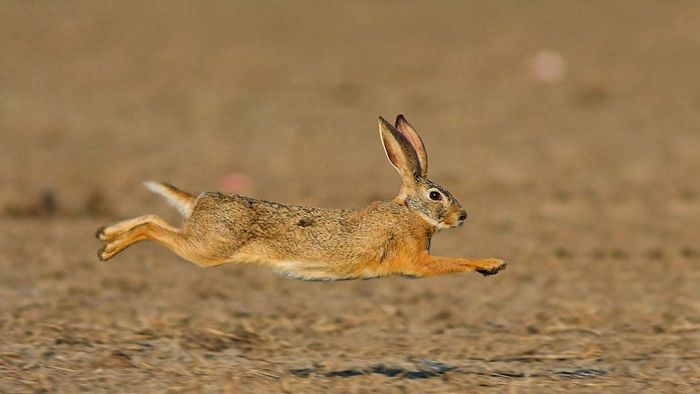 A hare leaping mid-stride with all legs off the ground