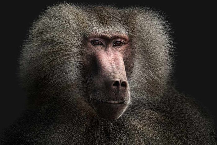 Hamadryas Baboon - Papio hamadryas