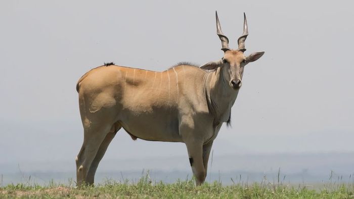 A robust antelope featuring coiled horns stands amidst short grass