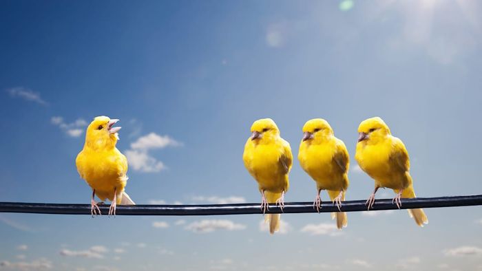 Four canaries perched on a wire