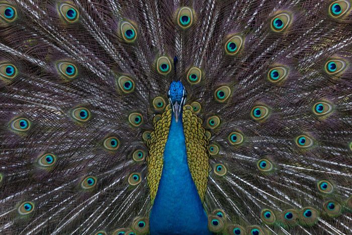 Rising Peafowl Numbers Lead Miami Dade County to Ease Protective Measures