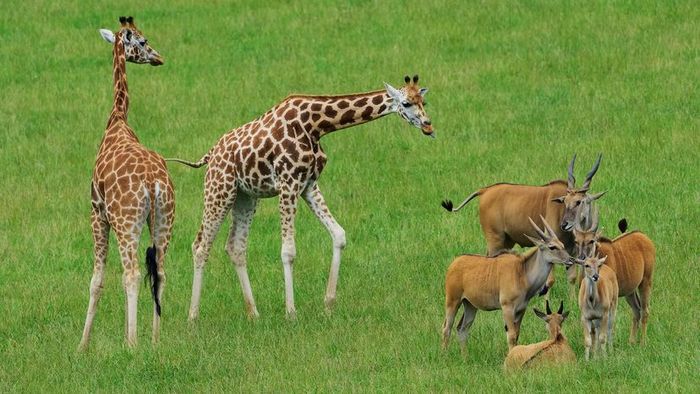 Two giraffes stand close to four elands in lush green grass