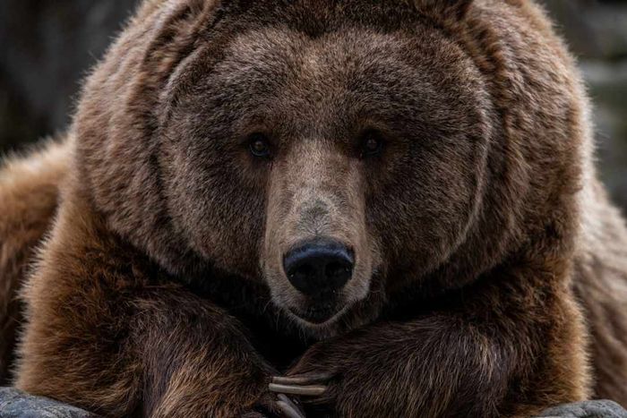 A brown bear (Ursus arctos) is pictured in its enclosure at the...