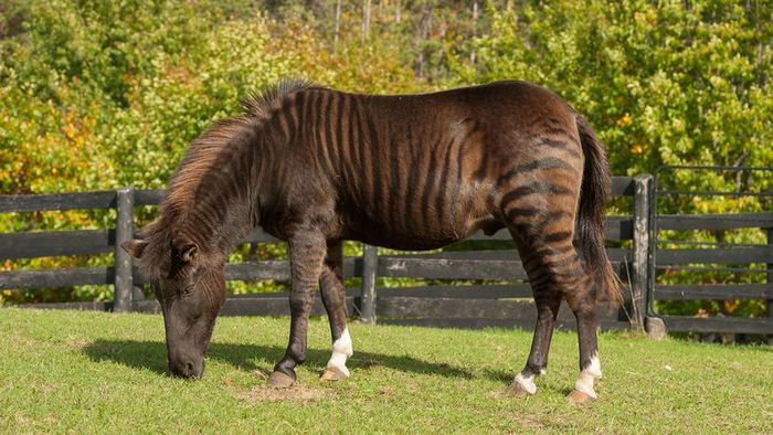 a zorse grazing on grass