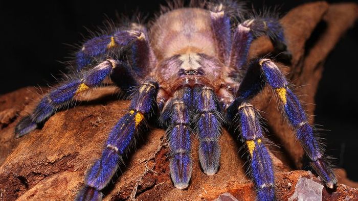 A tarantula featuring a white body and blue legs strides across a rocky surface