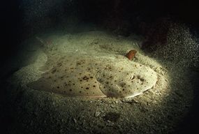 An angel shark concealed beneath the ocean floor.