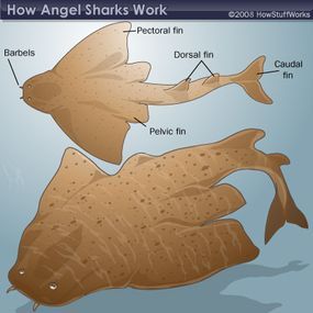 diagram of an angel shark