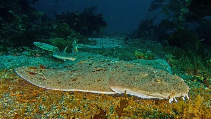 A sizable, flat-bodied shark glides above the ocean floor, patiently waiting for its next meal