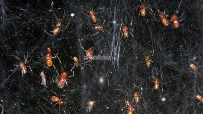 Giấc mơ thấy nhiều con nhện