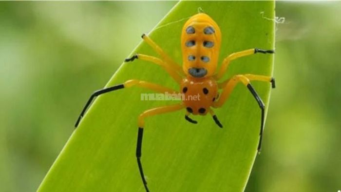 Giấc mơ thấy nhện màu vàng