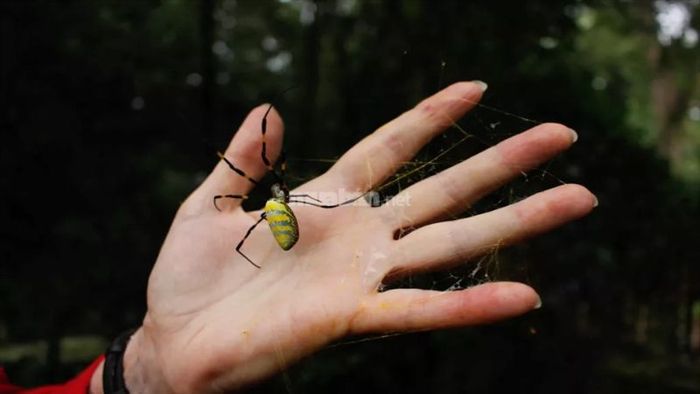 Giấc mơ thấy nhện bò lên người