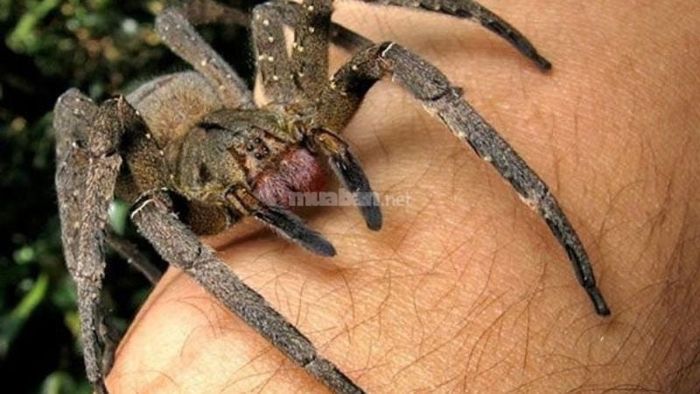 Giấc mơ thấy nhện độc
