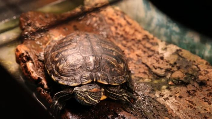 The Teenage Mutant Ninja Turtles' popularity caused a surge in real turtle sales.