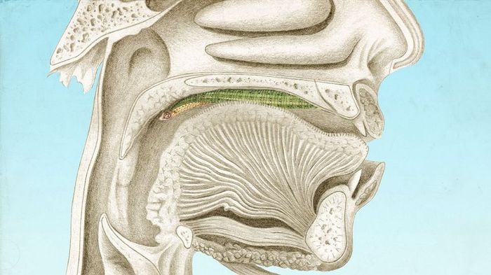 Leeches can sometimes end up in human throats, causing unusual and alarming situations.