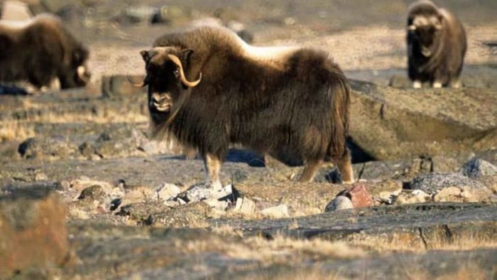 Credit: Tim Bowman, U.S. Fish and Wildlife Service // Public Domain, Wikimedia Commons