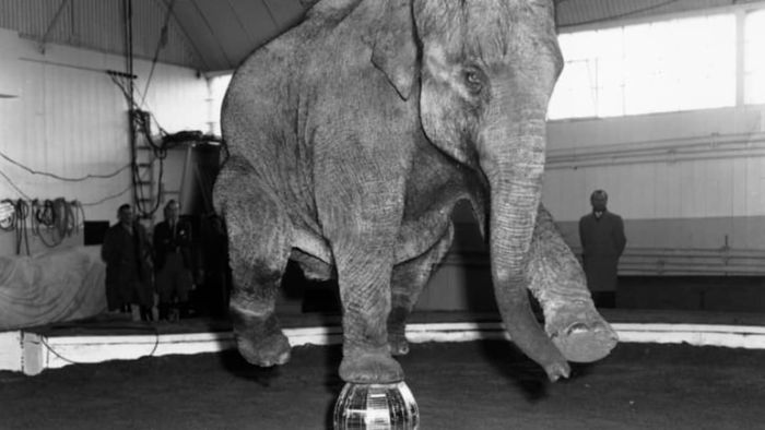 In 1959, Laxmi the elephant practiced a stunt while balancing on a mirrored ball.