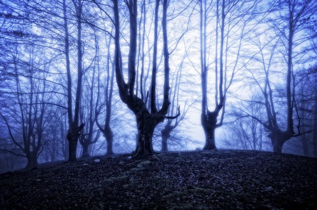 3 forest