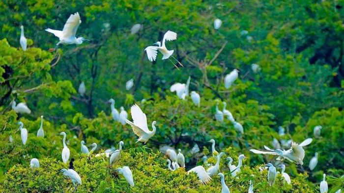 danh lam thắng cảnh Bến Tre - hình 3