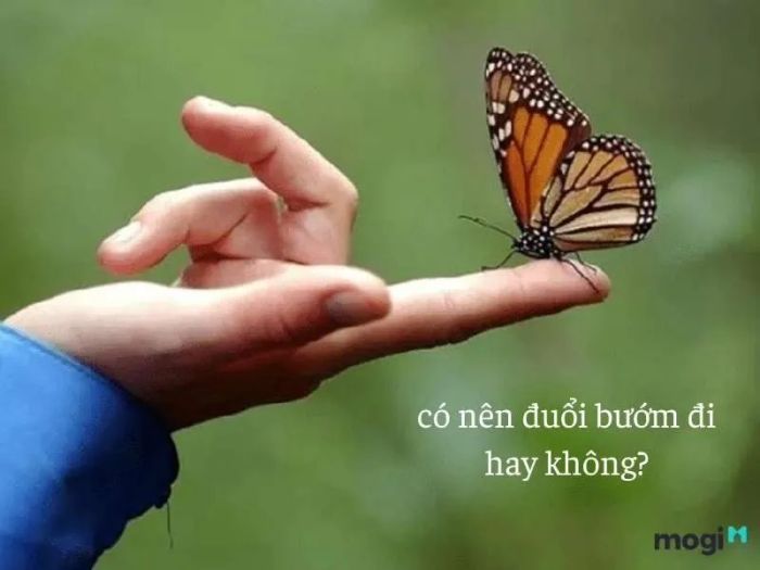 Có nên đuổi bướm đi hay không?