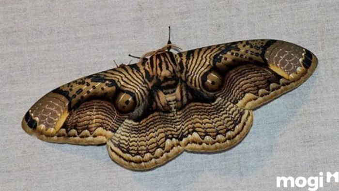 Bướm nâu đen bay vào nhà