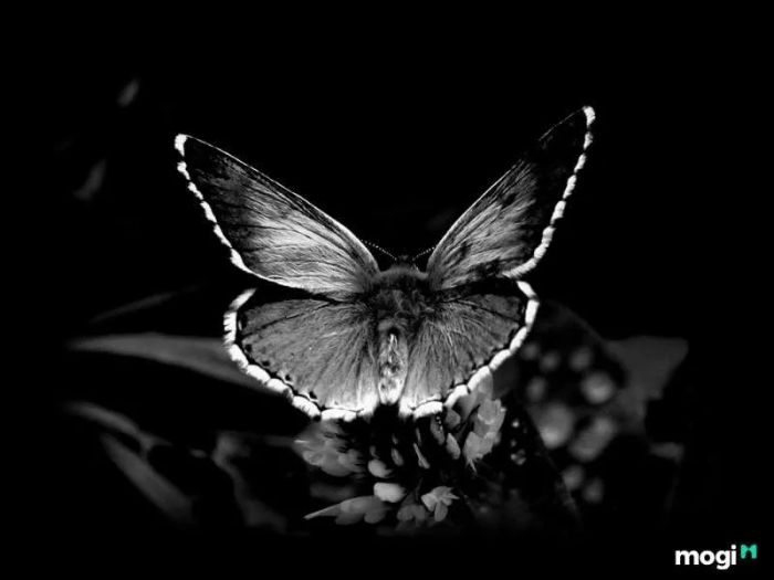 Bướm bay vào nhà vào lúc ban đêm