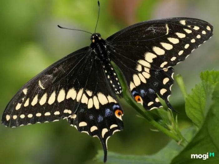 Bướm đen với hình dáng lớn bay vào nhà